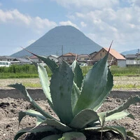 画像267
