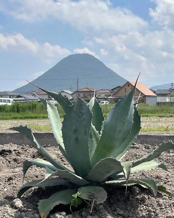 画像267